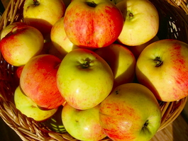 Яблоня домашняя «Антоновка десертная» (Malus domestica Antonovka desertnaya)