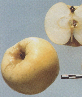 Яблоня домашняя Антоновка Обыкновенная (Malus domestica Antonovka obyknovennaya)