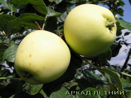 Яблоня домашняя Аркад летний (Malus domestica Arcad letniy)