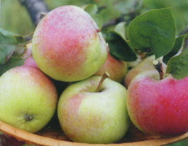 Яблоня домашняя «Ароматное» (Malus domestica «Aromatnoe»)
