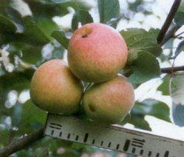 Яблоня домашняя «Авенариус» (Malus domestica «Avenarius»)
