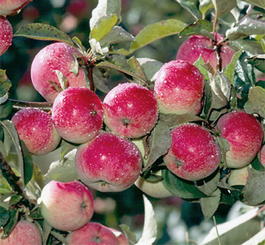 Яблоня домашняя «Балтика» (Malus domestica «Baltika»)