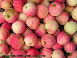 Яблоня домашняя «Башкирский красавец» (Malus domestica «Bashkirskiy krasavets»)