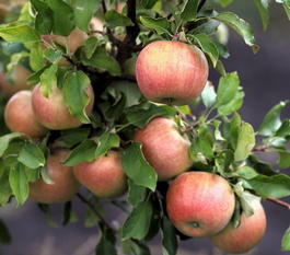 Яблоня домашняя «Бельфлер-китайка» (Malus domestica «Belfler kitajka»)