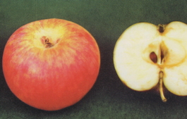 Яблоня домашняя Боровинка (Malus domestica Borovinka)