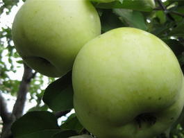 Яблоня домашняя «Брянское золотистое» (Malus domestica «Brjanskoe zolotistoe»)