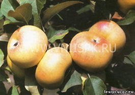 Яблоня домашняя Бумажное (Malus domestica Bumazhnoe)