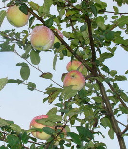 Яблоня домашняя «Дочь Мелбы» (Malus domestica «Doch Melby»)