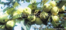 Яблоня домашняя Дочь папировки (Malus domestica Doch papirovki)