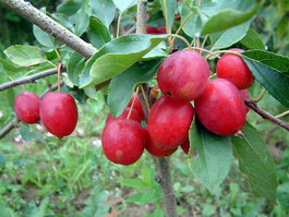 Яблоня домашняя «Долго» (Malus domestica «Dolgo»)
