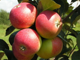 Яблоня домашняя Елена (Malus domestica Elena)