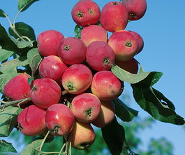 Яблоня домашняя «Горноалтайское» (Malus domestica «Gornoaltaiskoe»)