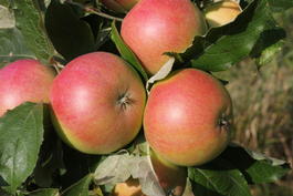 Яблоня домашняя «Юбилей Москвы» (Malus domestica «Jubilej Moskvy»)