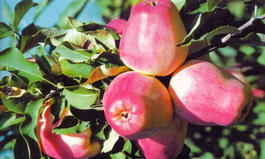 Яблоня домашняя « Кандиль Орловский» (Malus domestica «Kandil Orlovskij»)