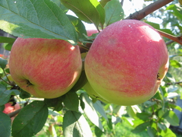 Яблоня домашняя Конфетное (Malus domestica Konfetnoe)