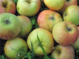 Яблоня домашняя «Коробовка» (Malus domestica «Korobovka»)