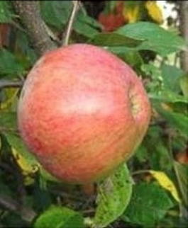 Яблоня домашняя «Красавица Москвы» (Malus domestica «Krasavitsa Moskvy»)