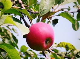 Яблоня домашняя «Красное раннее» (Malus domestica «Krasnoe rannee»)