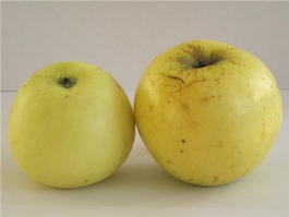 Яблоня домашняя «Лавриково» (Malus domestica «Lavrikovo»)