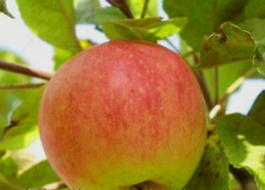 Яблоня домашняя «Лифляндское шампанское » (Malus domestica «Liflyandskoe shampanskoe»)