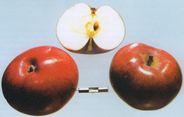Яблоня домашняя Лобо (Malus domestica Lobo)