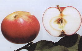 Яблоня домашняя «Мантет» (Malus domestica «Mantet»)