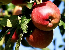 Яблоня домашняя Маяк (Malus domestica Mayak)