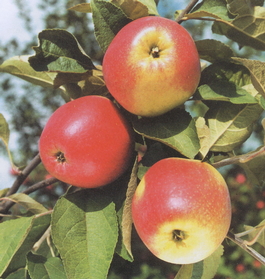 Яблоня домашняя Пепин Шафранный (Malus domestica Pepin Shafrannyi)