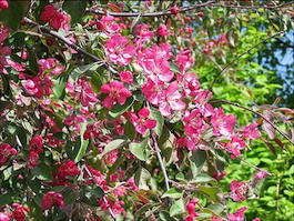 Яблоня домашняя «Пионерка» (Malus domestica «Pionerka»)