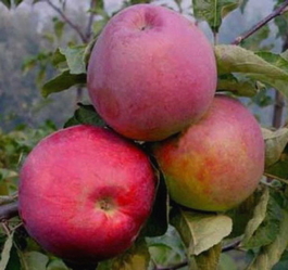 Яблоня домашняя Подарок Графскому (Malus domestica Podarok grafskomu)