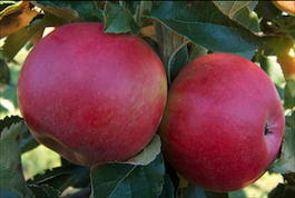 Яблоня домашняя «Ред Мелба» (Malus domestica «Red Melba»)