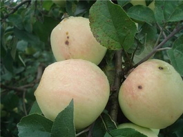 Яблоня домашняя Рижский голубок (Malus domestica Rizhskiyi golubok)