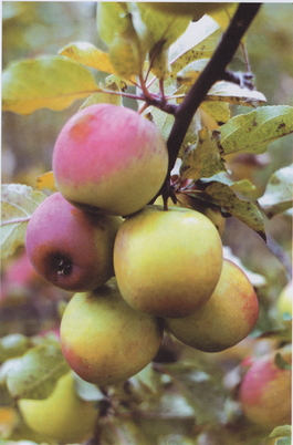 Яблоня домашняя Северный синап (Malus domestica Severnyi sinap)