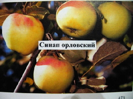 Яблоня домашняя Синап орловский (Malus domestica Sinap Orlovskii)