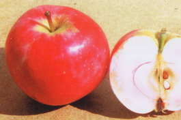 Яблоня домашняя Солнцедар (Malus domestica Solntsedar)