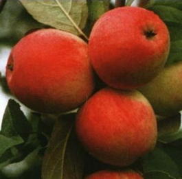 Яблоня домашняя «Строевское» (Malus domestica «Stroevskoe»)