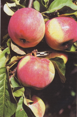 Яблоня домашняя Свежесть (Malus domestica Svezhest)