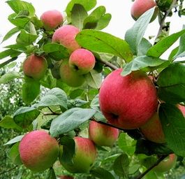 Яблоня домашняя Уральское розовое (Malus domestica Uralskoe rozovoe)