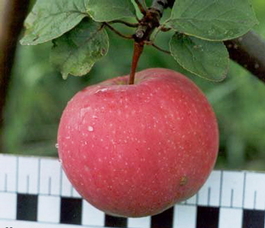 Яблоня домашняя Услада (Malus domestica Uslada)