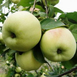 Яблоня домашняя «Вита» (Malus domestica «Vita»)
