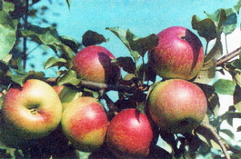Яблоня домашняя Уэлси (Malus domestica Welsi)