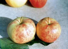 Яблоня домашняя « Желтое сахарное» (Malus domestica «Zheltoe saharnoe»)
