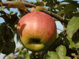Яблоня домашняя «Жигулевское» (Malus domestica «Zhigulevskoe»)