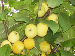 Яблоня домашняя Золотая китайка (Malus domestica Zolotaya kitaika)