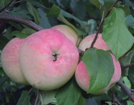 Яблоня домашняя Зоренька (Malus domestica Zorenka)
