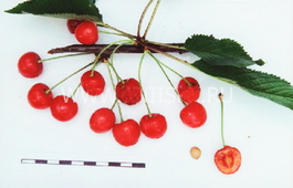 Черешня Аделина (Prunus avium Adelina)