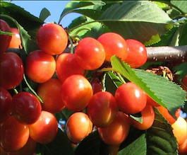 Черешня «Гостинец» (Prunus avium «Gostinec»)
