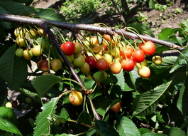 Черешня Любимица Астахова (Prunus avium Lyubimitsa Astahova)