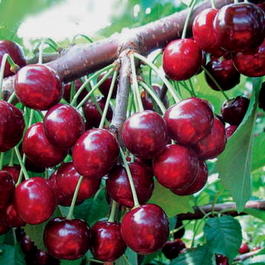 Черешня «Ревна» (Prunus avium «Revna»)