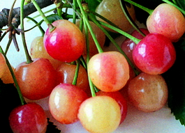 Черешня Северная (Prunus avium Severnaya)